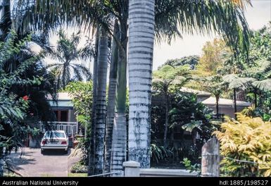 Fiji - palm trees in front of building