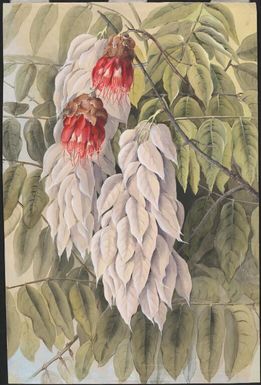 Maniltoa sp Scheff., family Fabaceae, New Guinea, ca. 1916 / Ellis Rowan