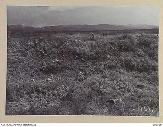 WEWAK, NEW GUINEA. 1945-05-10. TROOPS OF 2/4 INFANTRY BATTALION DIGGING IN AFTER THE FALL OF THE JAPANESE STRONGHOLD