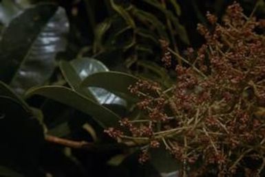 [Unidentified plant from Sarawaket Range, Papua New Guinea]