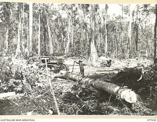 BOUGAINVILLE ISLAND, 1944-11-17. A HEAVY CATERPILLAR TRACTOR OF THE 2/2ND FORESTRY COMPANY BEING USED TO DRAG A LOG OUT INTO A CLEARING TO BE CUT INTO LENGTH FOR EASY TRANSPORT INTO THE MILL