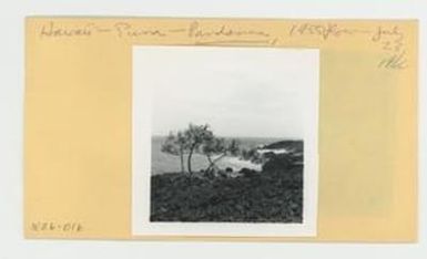 [Pandanus amidst 1955 Puna lava flow in Hawaii, envelope IE26-016]