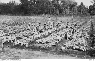 LAE, NEW GUINEA. 1945-11-3. FORMOSAN PRISONERS OF WAR WEEDING A GARDEN PLANTED WITH CHINESE CABBAGE AT NO 3 DETACHMENT, 20 PRISONER OF WAR CAMP, LAE