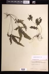 Adiantum diaphanum