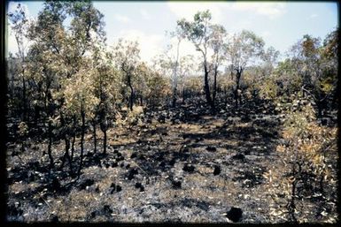 Burnt shrubland