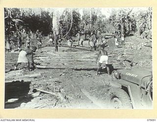 BOUGAINVILLE ISLAND. 1945-02-12. AUSTRALIAN NEW GUINEA ADMINISTRATIVE UNIT NATIVES LAYING LOGS ON A NEW CORDUROY SECTION OF THE JABA SOUTH ROAD WHICH IS USED TO SUPPLY THE FORWARD TROOPS OF THE ..