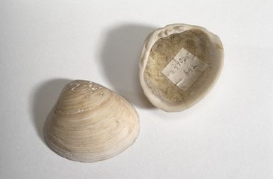 mussel half