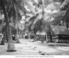Native village, Rongerik Island, 1947