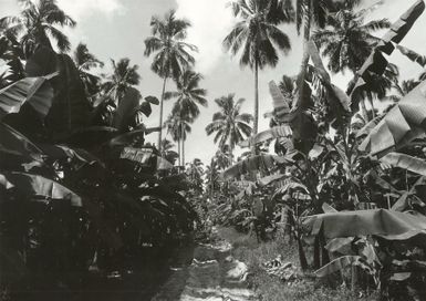 Pacific Islands - Cook Islands - Rarotonga - Agriculture