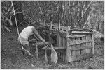 Cassowaries in a pen and chick outside, being fed by a man