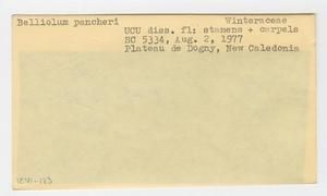 [Belliolum pancheri in New Caledonia, envelope IE41-183]