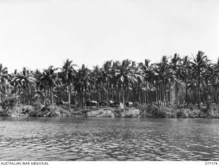 WUNUNG PLANTATION, JACQUINOT BAY, NEW BRITAIN. 1944-11-24. THE SMALL NEAT CAMP OF THE 472ND HEAVY ANTI-AIRCRAFT TROOP, SET AMONGST THE TALL COCONUT PALMS