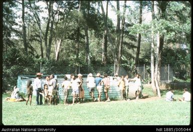 Cattle Pen, Goroka Market