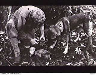 FARIA VALLEY, NEW GUINEA. 1943-10-20. SX17682 PRIVATE J. G. WORCHESTER, FEEDING "SANDY", A SCOUT DOG TRAINED BY THE UNITED STATES DOG DETACHMENT FOR THE 2/27TH AUSTRALIAN INFANTRY BATTALION