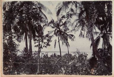 Native forest with sea and coastline in distance. From the album: Cook Islands