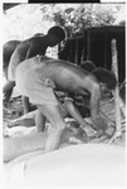 Men tying out pigs for taualea, feasting shelter, ritual