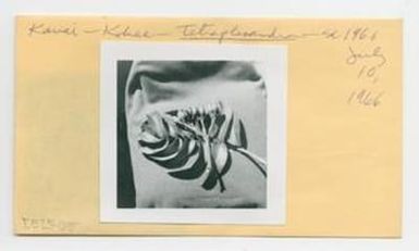 [Tetraplasandra waialealae in Hawaii, envelope IE25-045]