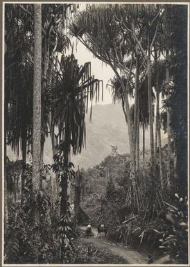 Mountain Pandanus, Ononge / Frank Hurley