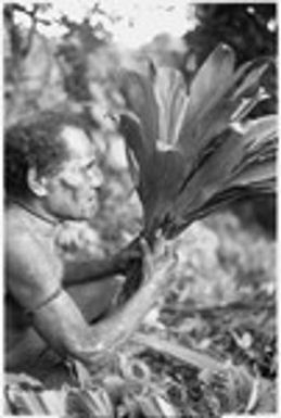 Alefo of 'Ai'eda bespelling cordyline leaves for the gwelagwela platform magic for the mortuary feast