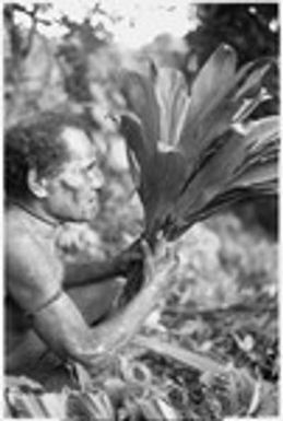 Alefo of 'Ai'eda bespelling cordyline leaves for the gwelagwela platform magic for the mortuary feast