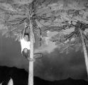 Topper Mensalvas climbing papaya tree, Punaluu, September 1961