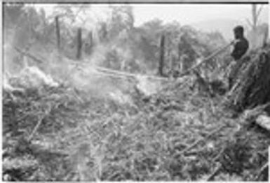 Gardening: man uses slash-and-burn technique to clear land for garden