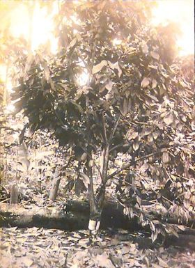 Cocoa Tree