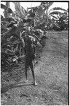 Fainjur: man next to a grove of banana trees