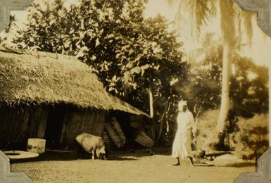 Pig outside a traditional house in the Vava'u Group, Tonga, 1928