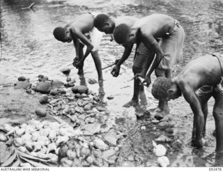 BOUGAINVILLE. 1945-05-20. NATIVE CARRIERS WERE THE FIRST TO REAP THE HARVEST OF SWEET POTATOES (KAU KAU), FROM JAPANESE GARDENS AFTER THE 24 INFANTRY BATTALION HAD ADVANCED SOUTH OF THE HONGORAI ..