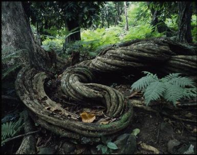 Vine in forest, Wakaya, Fiji, 1994, 2 / Peter Dombrovskis