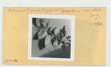 [Cocculus in Hawaii, envelope IE24-178]
