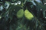 Federated States of Micronesia, close-up of breadfruit