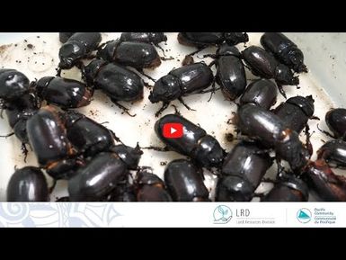 Coconut Rhinoceros Beetle Guam Type (CRB-G)