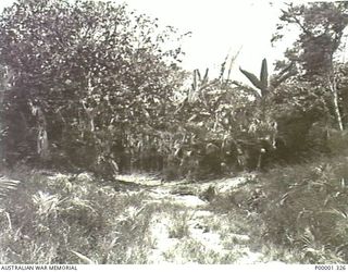 NEW BRITAIN, 1945-09. DISUSED ROADWAY THROUGH COCONUT AND BANANA TREES ON THE GAZELLE PENINSULA. (RNZAF OFFICIAL PHOTOGRAPH.)