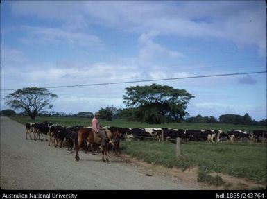Moving the cows