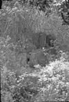 Overgrown stone structure