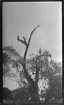 Tree filled with bats