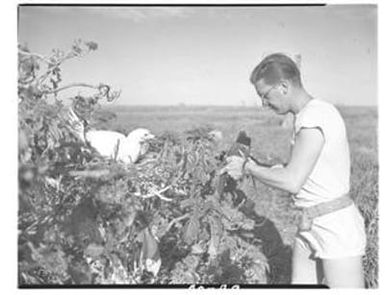 [Negative of a Man Taking a Picture of Bird]