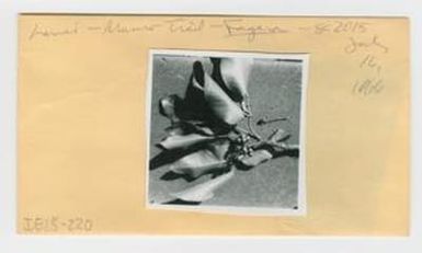 [Fagara mauiensis in Hawaii, envelope IE25-220]