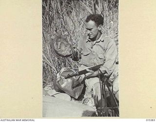 1943-08-03. NEW GUINEA. MUBO CAMPAIGN. CPL. LEO SIMON, OF VENICE, CALIFORNIA, FAILED TO NOTICE SUPPLIES ATTACHED TO A PARACHUTE, AND WHICH HAD BEEN DROPPED AT LABABIA RIDGE. THE BOX HIT HIS STEEL ..