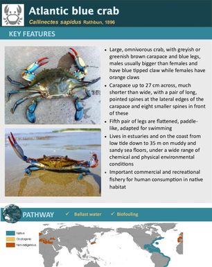 Atlantic blue crab | Callinectes sapidus Rathbun