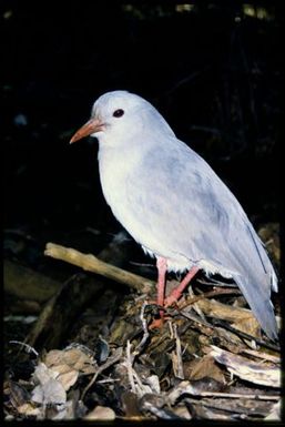 Cagou (Rhynochetos jubatus)