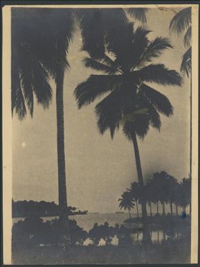 Palm trees at Madang, New Guinea, 1933 / Sarah Chinnery