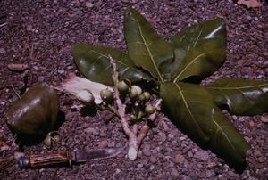 [Barringtonia asiatica from a beach near Lae District, Papua New Guinea] BRIT-A-AR003-003-04-111