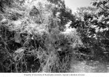 Overgrowth of vegetation on Bikini Island, summer 1964