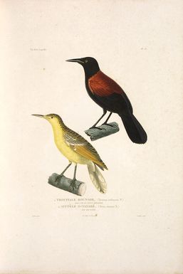 Pretre, I. G. :Troupiale rounoir (Icteris rufusater N.). Iles de la Nouvelle Zelande. Sittele o-tatare. (Sitta o-tatara, N.). Ile de Taiti. Pretre pinx. Coutant sculp. Voy. de la Coquille. [Oiseaux] no. 23 [Paris], Remond, [1826]