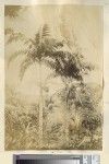 Palm trees, Anatom, ca.1890