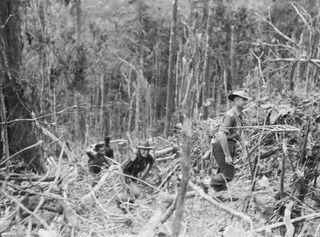 WEWAK AREA, NEW GUINEA. 1945-06-28. MAJOR D. BRAHAM, 2/8 INFANTRY BATTALION, LEADING NATIVE CARRIERS UP MOUNT SHIBURANGU