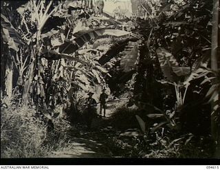 Nuginiklub, New Britain. 1945-07-28. A patrol of members of the 2/2nd Cavalry Commando Squadron, AIF, passing through a banana plantation as they strike inland after leaving the Henry Reid Bay area ..